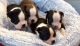 Boston Terrier Puppies for sale in Ohio Pike, Amelia, OH 45102, USA. price: NA