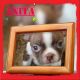 Boston Terrier Puppies for sale in North Canton, OH, USA. price: $1,300
