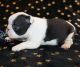 Boston Terrier Puppies for sale in Las Vegas Trail, Fort Worth, TX, USA. price: NA
