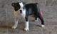 Boston Terrier Puppies for sale in Salt Lake City, UT, USA. price: $500