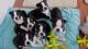 Boston Terrier Puppies for sale in St. Louis, MO, USA. price: NA