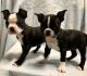 Boston Terrier Puppies for sale in Lake Forest, CA, USA. price: NA
