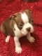 Boston Terrier Puppies for sale in Sisters, OR 97759, USA. price: NA