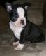 Boston Terrier Puppies for sale in Des Moines, IA, USA. price: $400