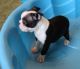 Boston Terrier Puppies for sale in Cincinnati, OH, USA. price: $400