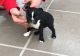 Boston Terrier Puppies for sale in Dulles, VA, USA. price: NA