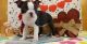 Boston Terrier Puppies for sale in Oostburg, WI 53070, USA. price: NA
