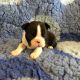 Boston Terrier Puppies for sale in Michigan Ave, Inkster, MI 48141, USA. price: $245