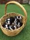 Boston Terrier Puppies for sale in Richmond, VA, USA. price: NA