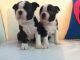 Boston Terrier Puppies for sale in Wisconsin Dells, WI, USA. price: NA