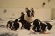 Boston Terrier Puppies for sale in Lansing, MI, USA. price: $395
