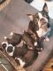 Boston Terrier Puppies for sale in Lansing, MI, USA. price: $411