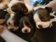 Boston Terrier Puppies for sale in Lansing, MI, USA. price: $422