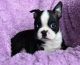 Boston Terrier Puppies for sale in Omaha, NE, USA. price: $400