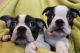 Boston Terrier Puppies for sale in Greenville, SC, USA. price: $400