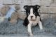 Boston Terrier Puppies for sale in Greenville, SC, USA. price: $400