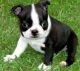 Boston Terrier Puppies for sale in Norwich, CT 06360, USA. price: $400