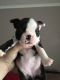 Boston Terrier Puppies for sale in Pelham, AL 35124, USA. price: $400