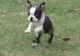 Boston Terrier Puppies for sale in Hartford, CT, USA. price: $500