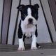 Boston Terrier Puppies for sale in Bristol, ME, USA. price: $600