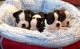 Boston Terrier Puppies for sale in Florida Ave NW, Washington, DC, USA. price: $450