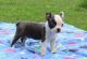 Boston Terrier Puppies for sale in Waldoboro, ME 04572, USA. price: $500