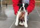 Boston Terrier Puppies for sale in Fargo, ND, USA. price: $500