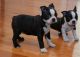 Boston Terrier Puppies for sale in Wichita, KS, USA. price: NA