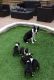 Boston Terrier Puppies for sale in San Francisco, CA, USA. price: NA