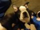 Boston Terrier Puppies for sale in Fredericksburg, VA 22401, USA. price: $800