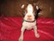 Boston Terrier Puppies for sale in Wisconsin Dells, WI, USA. price: NA