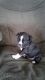 Boston Terrier Puppies for sale in Shipshewana, IN 46565, USA. price: NA