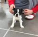 Boston Terrier Puppies for sale in Panama City, FL, USA. price: NA