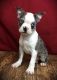Boston Terrier Puppies for sale in Lincoln, NE, USA. price: $500