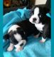 Boston Terrier Puppies for sale in Plainfield, NJ 07063, USA. price: NA