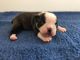 Boston Terrier Puppies for sale in Brownsville, TX 78520, USA. price: NA