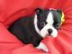 Boston Terrier Puppies for sale in Brownsville, TX 78520, USA. price: NA