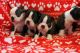 Boston Terrier Puppies for sale in Waco, TX, USA. price: NA