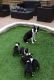 Boston Terrier Puppies for sale in San Jose, CA, USA. price: NA