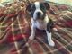 Boston Terrier Puppies for sale in Lancaster, OH 43130, USA. price: NA