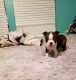Boston Terrier Puppies for sale in Greenwood, IN, USA. price: NA