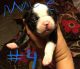 Boston Terrier Puppies for sale in Onalaska, TX 77360, USA. price: NA