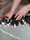 Boston Terrier Puppies for sale in Rialto, CA 92377, USA. price: NA