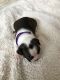 Boston Terrier Puppies for sale in Millersburg, MI 49759, USA. price: NA