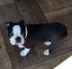 Boston Terrier Puppies for sale in Plainfield, NJ 07063, USA. price: NA