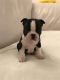 Boston Terrier Puppies for sale in Colorado Springs, CO 80903, USA. price: NA