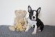 Boston Terrier Puppies for sale in Pottstown, PA 19464, USA. price: NA