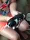 Boston Terrier Puppies for sale in Palestine, TX 75803, USA. price: NA