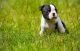 Boston Terrier Puppies for sale in Chicago, IL 60638, USA. price: NA