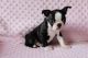 Boston Terrier Puppies for sale in Charleston, SC, USA. price: NA